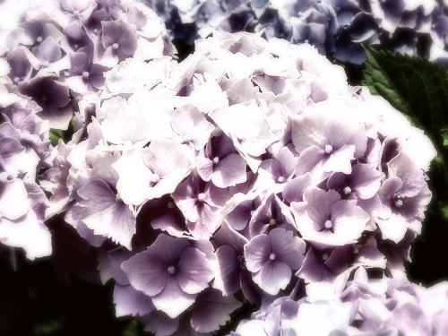 My trip #3 - Purple flowers - These are some of the best shots from my trip to the US last year. I chose only the nature shots and manipulated them in Photoshop.