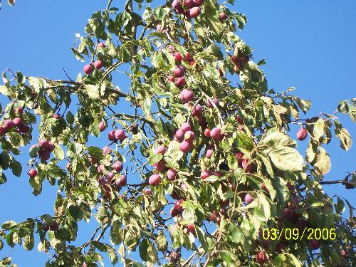 Plum Tree - Delicious English plums!