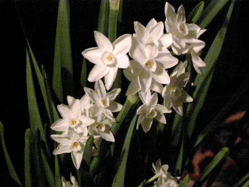 Paper White Narcissus - Just a spray from the top of a set of bulbs I was given at Christmas.