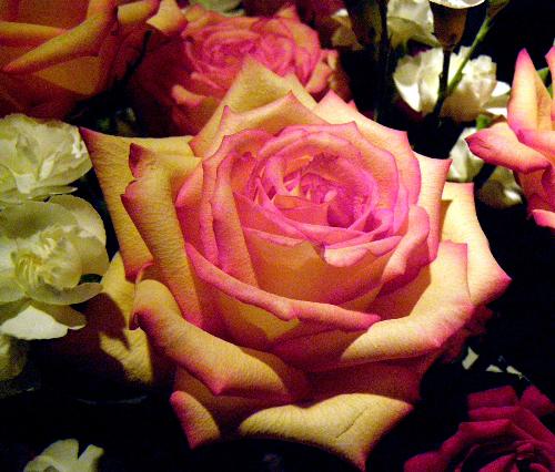 Twotone Rose in Bouquet - One perfectly opened rose in a Valentine's bouquet.