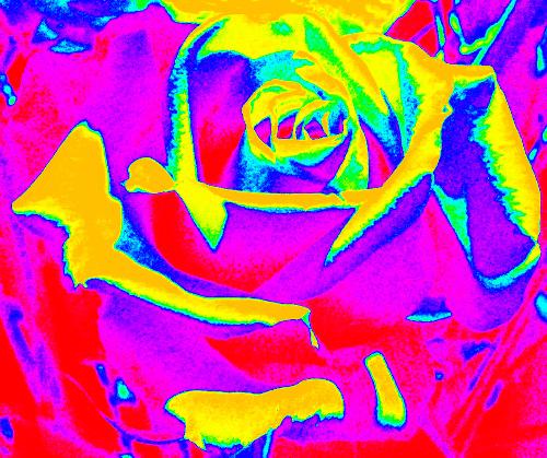 Electric Rose - A beautiful flower which I tweaked in PhotoShop.