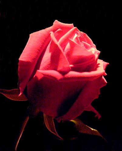 Rosebud on Black Background - Another Valentine's Day flower run through PhotoShop to replace the background.
