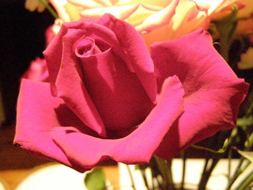 Opening Rosebud - Another perfect rosebud as it starts to open.