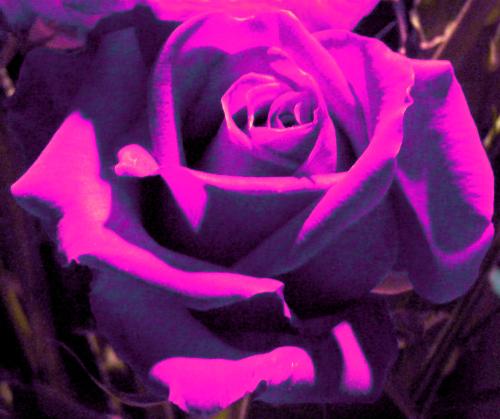 Purple Rose - Another perfect rose that I sent through PhotoShop. I sure wish I could find a rose that actually is this color!