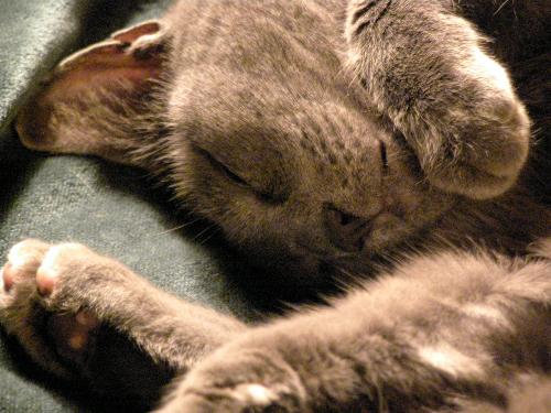 Sleeping Cat - This is my cat, Shady, taking a well deserved nap.
