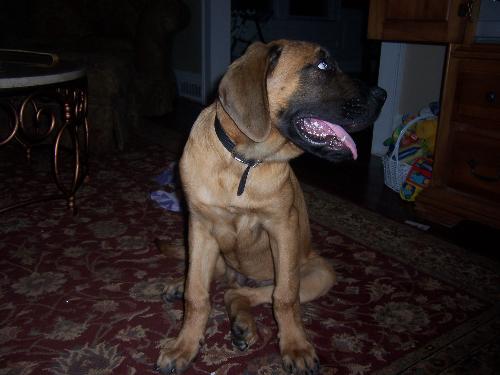 Samson - Our Newest member of our family!