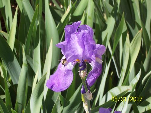 An iris with a bee hard at work - I love taking pictures of flowers. I have my camera lense set on macro. I did not know it at the time but I got a bee hard at work