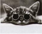 cat - cute kitty