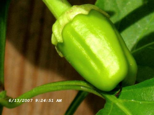 Bell Pepper - My first bell pepper growing finally.