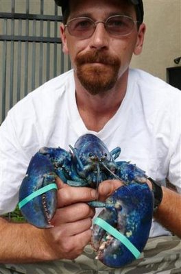 blue lobster - a blue lobster caught in new london, conn.