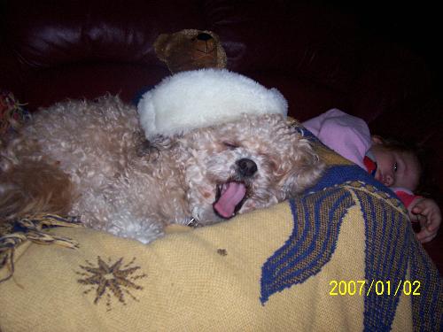 santa gizmo - my dog at christmas