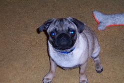 pug - My dog Saki