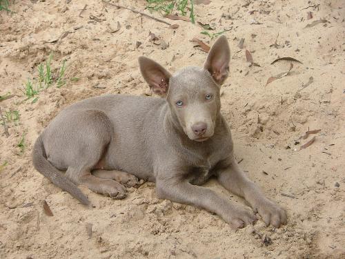 My baby girl - Australian Kelpie. - My baby girl - Australian Kelpie.