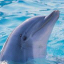 flipper - my old avatar