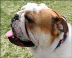 cute dog - do you have like this? well me..no.. i dont have like this.. its too expensive to have it