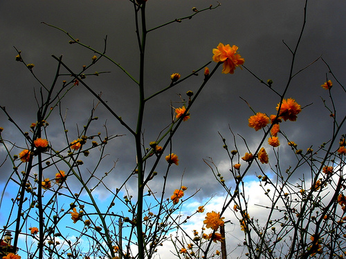 flower - sky through flower