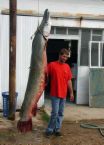 Alligator Gar - This thing is huge!!!Hard to imagine that they live in the very lakes we swimm in. 