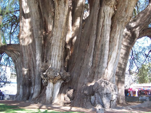Arbor del tule - Pretty nice tree called arbor del tule