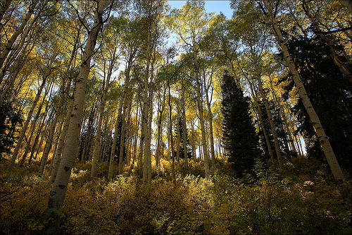Aspen grove - Aspen grove that make a forest the perfect place to rest