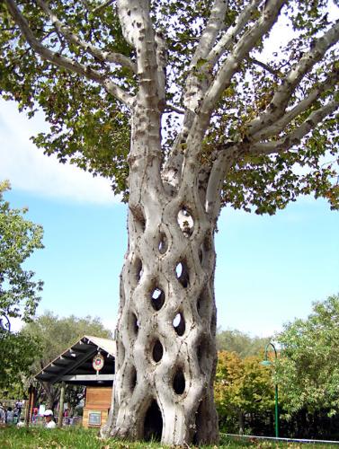 Basket Tree - A tree that looks like a basket ... amazing
