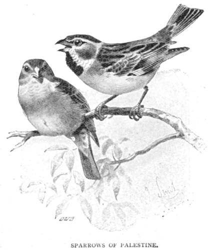 sparrows - sweet sparrows