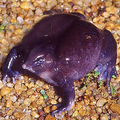 purple frog - the notorious 'purple frog' (please inform me where it is from if you savvy or anything relevant to it. ta much)
