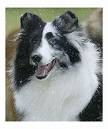 favourite pet - sheepdog