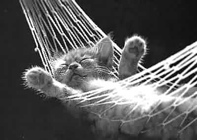 cat - kitten is lying on hammock, sleeping