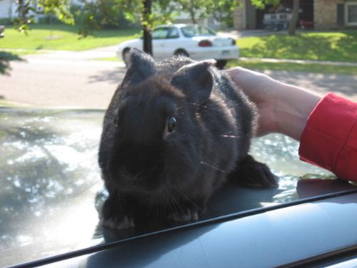 Sweet Bunny! - Furry, soft, black and so adorable