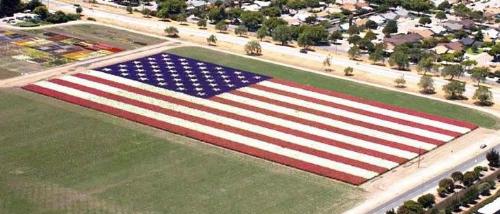 first Floral Flag to be planted with 5 pointed St - This Flag contain more than 400,000 Larkspur plants, with 4-5 flow er stems each, for a total of more than 2 million flowers. first Floral Flag to be planted with 5 pointed St - This Flag contain more than 400,000 Larkspur plants, with 4-5 flow er stems each, for a total of more than 2 million flowers.