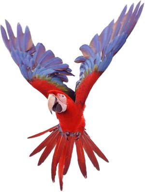 parrots - sweet parrot