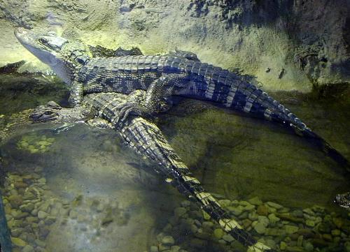 Crocs - Taken on 3/20/07 at the Rio Grande Zoo, Albuquerque, NM using a Toshiba PDR-M65 digital camera.
