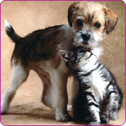 Cat and Dog - Image of a cat and dog together