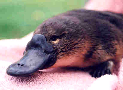 Platypus - The platypus does not have a true beak like a bird, because the bill is actually quite soft and spongy and is covered with a highly sensitive skin.  The fur was even more revealing. Hair and fur are features for a mammal, like feathers for birds. It was therefore evident that this mysterious animal had to belong to the large group that contain such unlikely creatures as shrew-mouses, lions, elephants, and man.   The fur of a mammal is meant to isolate it so that the body can maintain a high and equal temperature. Because of this, the new animal had to be equally warm.