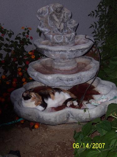 Abigail laying in our founatin in old red moldy wa - Abigain keeping cool I guess laying in the moldy water of our unused fountain. What a funny kitty. When she got up she had red mold on her fur. LOL