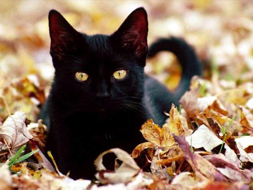 A black cat - A black cat is seen as a bad omen or bringer of bad luck while some cultures believe that they are magical cats that bring money.