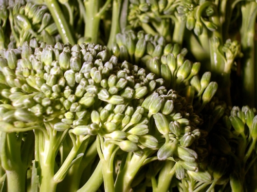 Broccoli - Brocolli is one of the best vegetables for you. It is especially good for vegetarians becauseit is a source of many vitamins and iron.