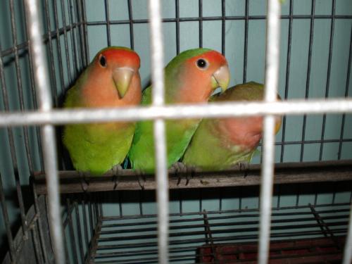 lovebirds - our 3 cute african lovebirds.