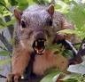 Rabid Squirrel - An aggressive squirrel attacked innocent people.