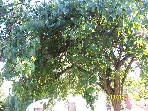 Fruit Trees - A plum tree in UK