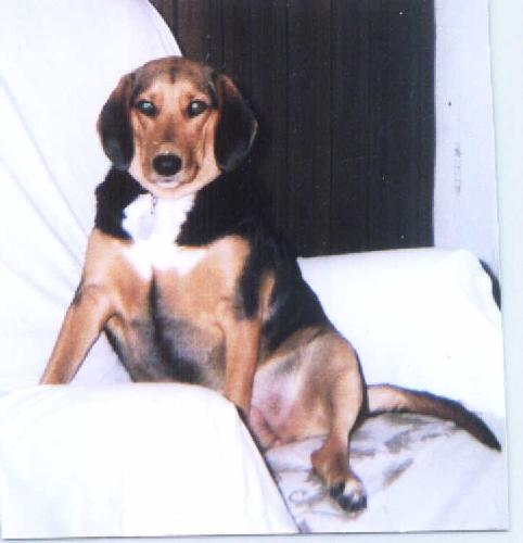 'Jezzabell' - My dog