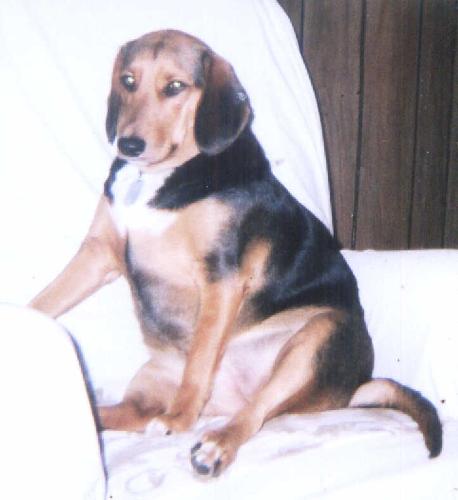 'My Dog'  - She loves the camera