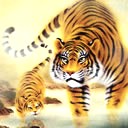 tiger - a goog tiger