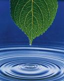 blue - leaf and blue