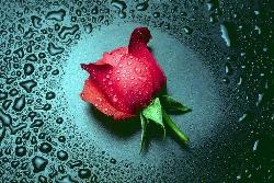 favourite flower - my favourite flower rose