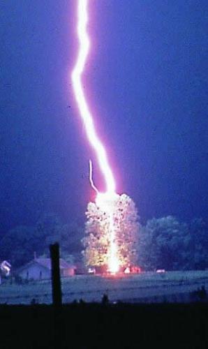 Lightning strikes a tree - A blessing in disguise if we an harness...