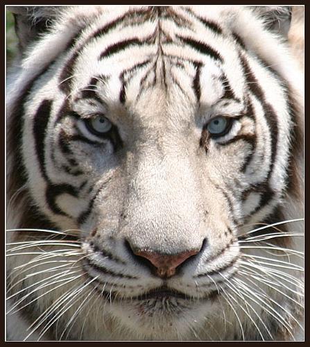 El Tigeraje - El Tigre Pa