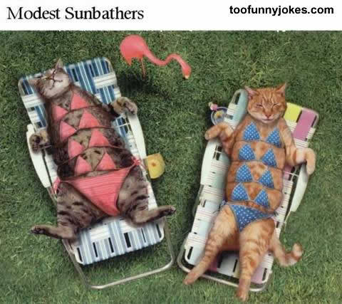 Cats getting a tan - Cats getting a tan