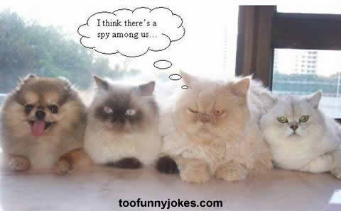 Spy - Cats and dog