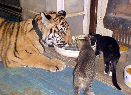 Cats and more - Meal time